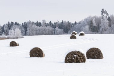 Karda kış ormanı.