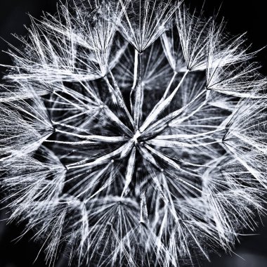 koyu arka plan üzerinde Karahindiba çiçeği