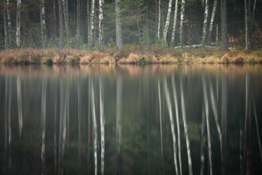 Sisli ormanda nehir kıyısı