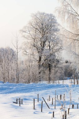 Karla kaplı ağaçlarla kaplı kış parkı
