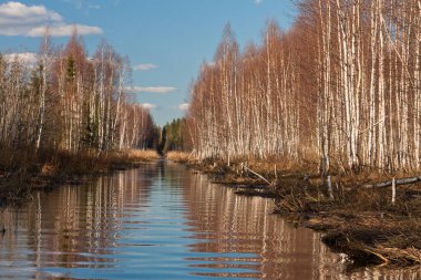 Nehir ve kışın orman manzarası