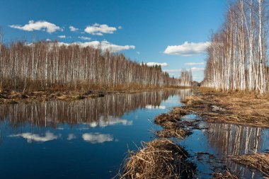 Nehir ve kışın orman manzarası