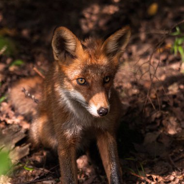 Güneşli ormanda kızıl tilki