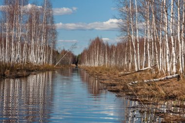 Nehir ve kışın orman manzarası
