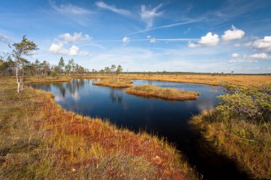 Nehrin ve ormanın güzel manzarası