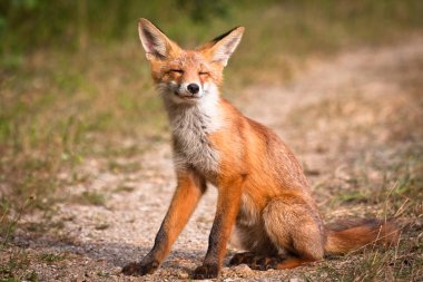 Ormanda kızıl tilki