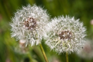 Beyaz karahindiba çiçek tarlası