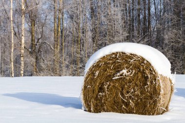 Kırsalda soğuk ve karlı kış