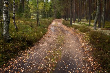 Vahşi ormanda asfalt yol