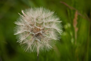 Yeşil arka planda karahindiba çiçeği