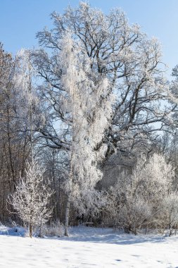 Karla kaplı ağaçlarla kaplı kış manzarası