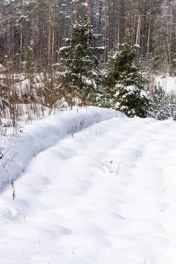 kış sezonu karlı manzara