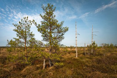 Güneşli bir günde bataklık çayır manzarası