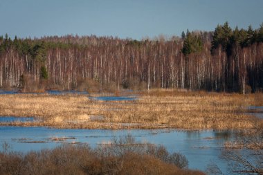 Nehir ve kışın orman manzarası
