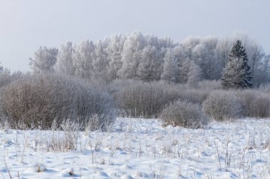 Karla kaplı ağaçlarla kaplı kış manzarası