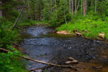 Yeşil ormandaki nehir