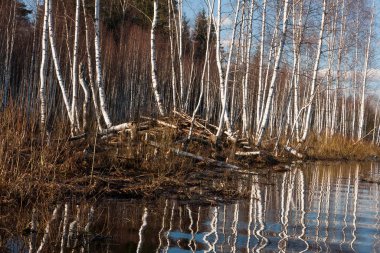 Nehir ve kışın orman manzarası