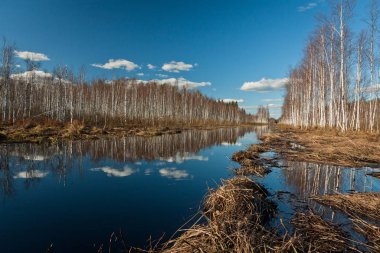 Nehir ve kışın orman manzarası