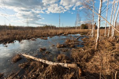 Nehir ve kışın orman manzarası