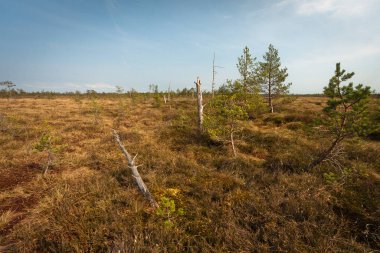 Güneşli bir günde bataklık çayır manzarası