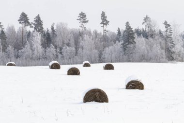 Karda kış ormanı.