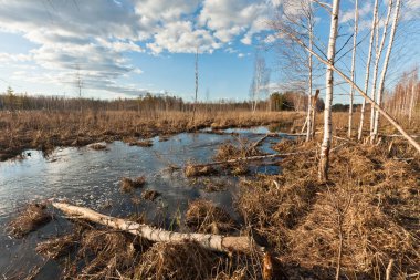 Nehir ve kışın orman manzarası