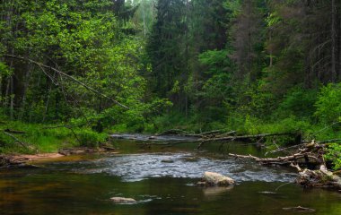 Yeşil ormandaki nehir