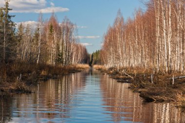 Nehir ve kışın orman manzarası