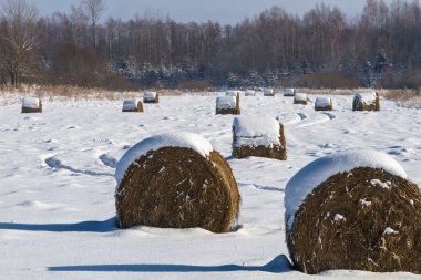 Kışın karlı saman küpleri