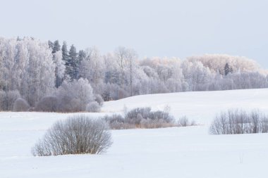 Karla kaplı ağaçlarla kaplı kış manzarası