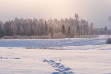 Güneşin ilk ışınları, Omsk bölgesi, Rusya'da kısık buzla kaplı ağaçlar 