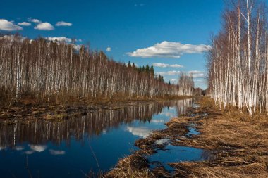 Nehir ve kışın orman manzarası