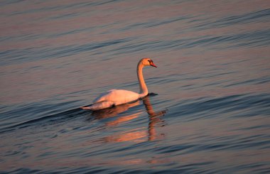 Gün batımında suda yüzen kuğu. 