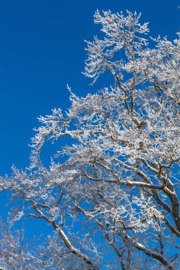 ağaçlar üzerinde mavi bir gökyüzü.