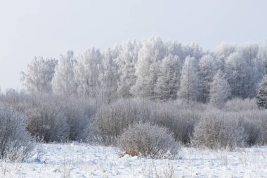 Güneşli bir günde, kar beyazı buz ağaçlarıyla kaplanmış güzel bir yer.