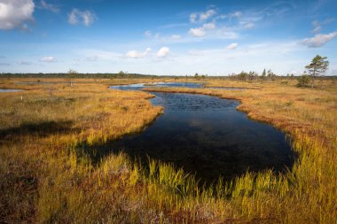 Kıyısı olan güzel bir nehir manzarası