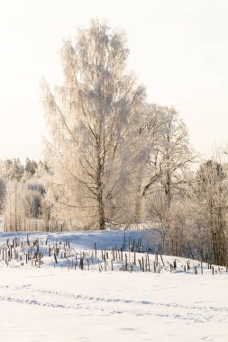 Karla kaplı ağaçlarla kaplı kış manzarası