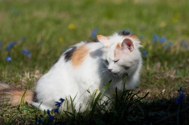 Küçük kedi yeşil çimlerde