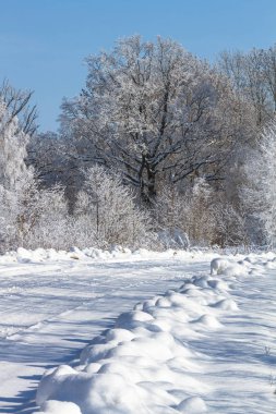 Kış manzarası. Ağaç donuyla kaplanmış ağaçlar, derin saf çıtırdayan kar. Noel arifesi. Soğuk bir gün.. 
