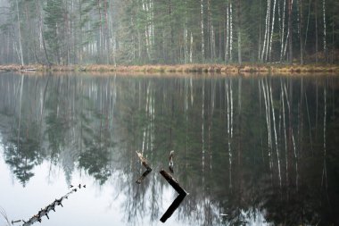 Sisli ormanda nehir kıyısı