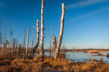 Bahar mevsiminde güneşli bir günde nehir kıyısı
