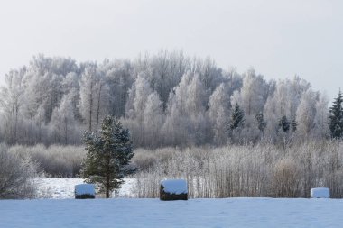 Kış mevsiminde karlı çayırlarda saman balyaları 