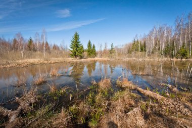 Nehir ve kışın orman manzarası