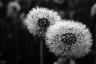 Koyu arkaplanda beyaz karahindiba çiçekleri