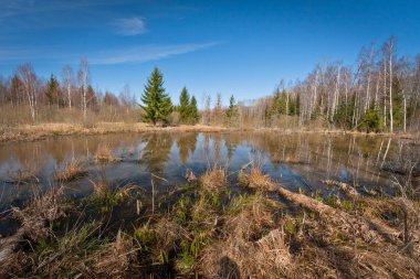 Nehir ve kışın orman manzarası