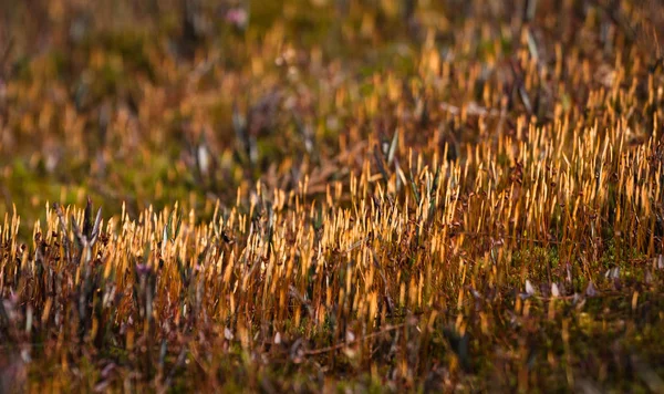 Sumpfwiesenlandschaft Bei Sonnigem Tag — Stockfoto