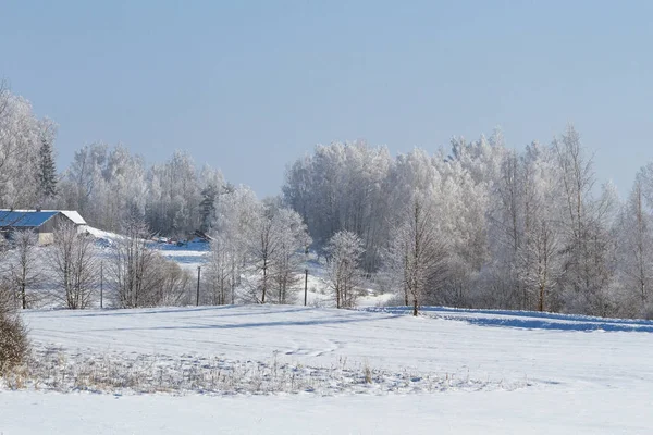 Paisagem Inverno Com Árvores Cobertas Neve — Fotografia de Stock