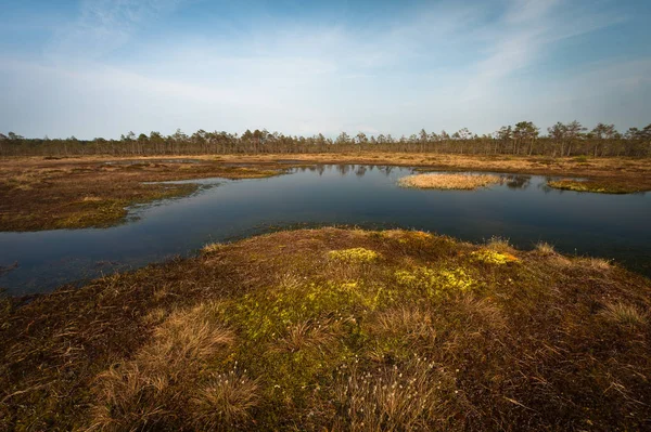 Träskäng Landskap Solig Dag — Stockfoto