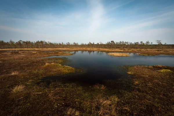 Swamp Τοπίο Λιβάδι Στην Ηλιόλουστη Μέρα — Φωτογραφία Αρχείου
