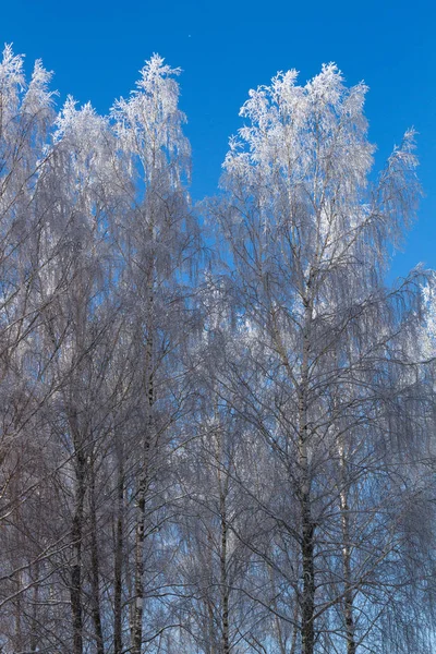 Lecco Italië Circa Januari 2016 Uitzicht Een Bos Winter Een — Stockfoto